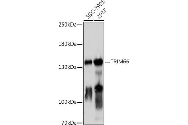 TRIM66 Antikörper