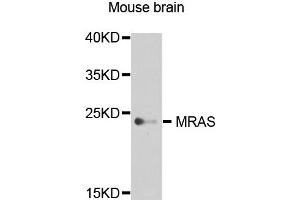 Western blot analysis of extract of various cells, using MRAS antibody. (MRAS antibody)