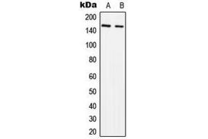 Western blot analysis of SLK expression in MCF7 (A), NIH3T3 (B) whole cell lysates.