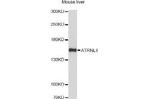 Western blot analysis of extracts of mouse liver, using ATRNL1 antibody. (ATRNL1 antibody)