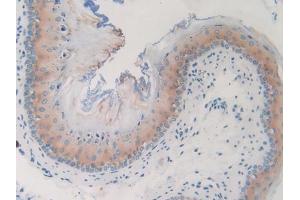 IHC-P analysis of Mouse Esophagus, with DAB staining. (GNG8 antibody  (AA 1-70))
