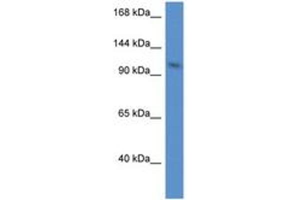 URGCP antibody  (N-Term)