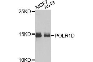 Western blot analysis of extracts of MCF7 and A549 cells, using POLR1D antibody. (POLR1D antibody)