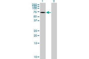 Western Blot analysis of ALPPL2 expression in transfected 293T cell line by ALPPL2 MaxPab polyclonal antibody. (ALPPL2 antibody  (AA 1-532))