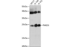 Western blot analysis of extracts of various cell lines, using TMED3 antibody (ABIN7270944) at 1:1000 dilution. (TMED3 antibody  (AA 24-180))