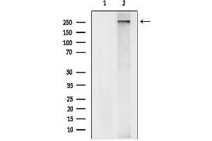 anti-Deleted in Malignant Brain Tumors 1 (DMBT1) (C-Term) antibody