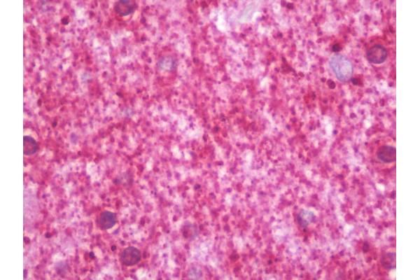 LIPA3 antibody  (C-Term)