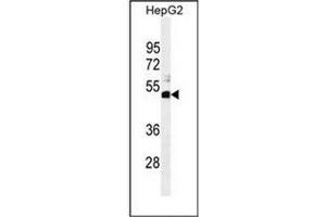 Western blot analysis of SPDYE1 Antibody (C-term) in HepG2 cell line lysates (35ug/lane). (SPDYE1 antibody  (C-Term))