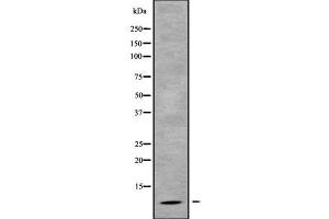 Western blot analysis GNG4 using HuvEc whole cell lysates (GNG4 antibody  (N-Term))