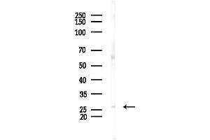 Western blot analysis of lysates from Mouse testis, using MBL2 Antibody at 1/1000 dilution.