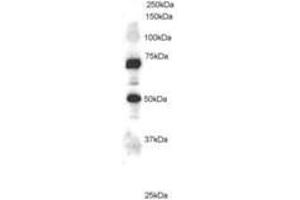 Image no. 1 for anti-Engulfment and Cell Motility 1 (ELMO1) (AA 714-727) antibody (ABIN293916) (ELMO1 antibody  (AA 714-727))