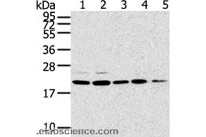 Western blot analysis of 293T, 231, PC3, A549 and K562 cell, using TPD52L1 Polyclonal Antibody at dilution of 1:300