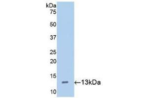 Western blot analysis of recombinant Mouse Hepc. (Hepcidin antibody  (AA 24-83))