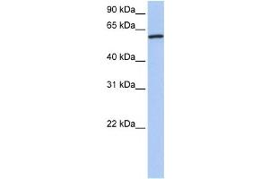 Western Blotting (WB) image for anti-Cortactin (CTTN) antibody (ABIN2459513) (Cortactin antibody)