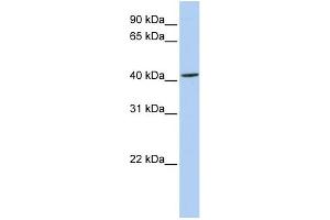 WB Suggested Anti-ARC Antibody Titration:  0. (ARC (N-Term) antibody)