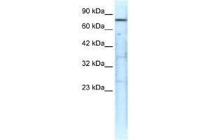 TRAP1 antibody (20R-1281) used at 0. (TRAP1 antibody  (N-Term))