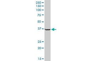 SAE1 MaxPab rabbit polyclonal antibody. (SAE1 antibody  (AA 1-346))
