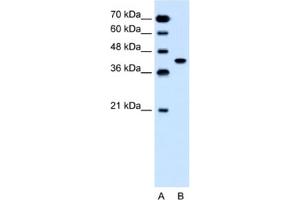 Western Blotting (WB) image for anti-Solute Carrier Family 35, Member B1 (SLC35B1) antibody (ABIN2462747) (SLC35B1 antibody)