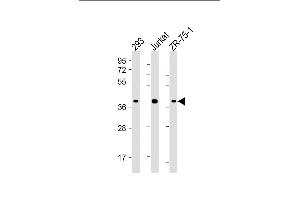 Western Blotting (WB) image for anti-Hypoxia Inducible Factor 1, alpha Subunit Inhibitor (HIF1AN) (AA 1-349) antibody (ABIN6243664)