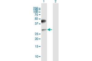 Western Blot analysis of CD200 expression in transfected 293T cell line by CD200 MaxPab polyclonal antibody. (CD200 antibody  (AA 1-269))