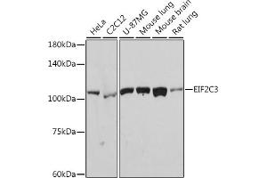 EIF2C3 antibody