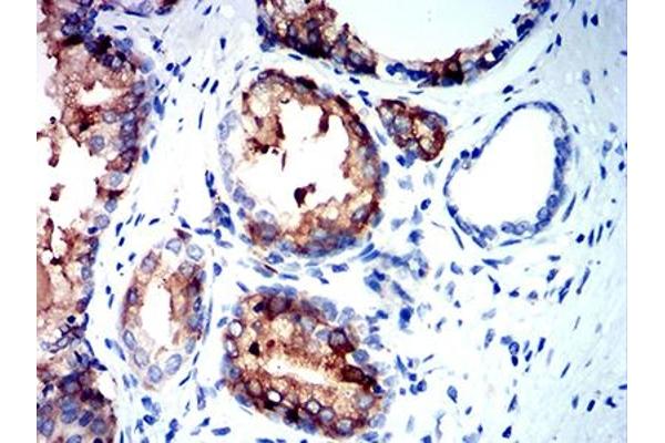 NEFH antibody  (AA 2-251)