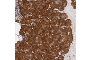 Immunohistochemical staining (Formalin-fixed paraffin-embedded sections) of human pancreas with RPS29 polyclonal antibody  shows strong cytoplasmic positivity in exocrine glandular cells. (RPS29 antibody)
