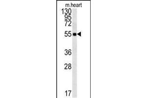 Western blot analysis in mouse heart tissue lysates (15ug/lane). (FAM105B antibody  (AA 99-128))
