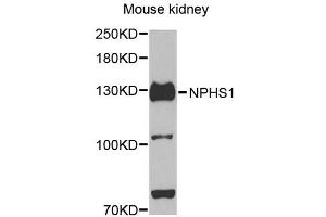 Western blot analysis of extracts of mouse kidney, using NPHS1 antibody (ABIN5971560) at 1/500 dilution. (Nephrin antibody)