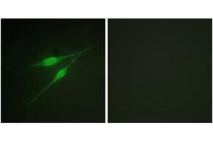Immunofluorescence (IF) image for anti-Mitogen-Activated Protein Kinase 14 (MAPK14) (AA 288-337) antibody (ABIN2888769) (MAPK14 antibody  (AA 288-337))