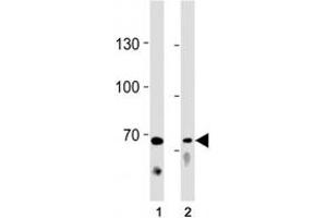 TICAM1 antibody western blot analysis in (1) Ramos cell line and (2) mouse liver tissue lysate. (TICAM1 antibody  (AA 115-143))