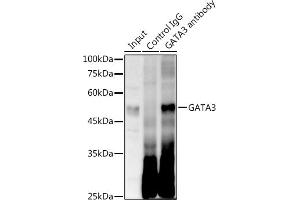 Immunoprecipitation analysis of 300 μg extracts of Jurkat cells using 3 μg G antibody . (GATA3 antibody)