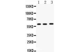 Anti-FMO5 antibody, Western blotting All lanes: Anti FMO5  at 0. (FMO5 antibody  (N-Term))