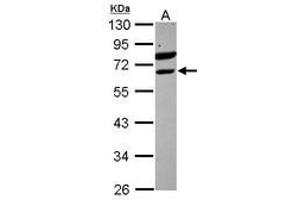 Image no. 1 for anti-Ets Variant 6 (ETV6) (AA 1-191) antibody (ABIN1498133) (ETV6 antibody  (AA 1-191))