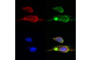 ABIN6260502 and ABIN6268715 staining Hela by IF/ICC. (Cathepsin G antibody  (Internal Region))