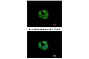 ICC/IF Image Immunofluorescence analysis of methanol-fixed Hep G2, using PCCB, antibody at 1:500 dilution.