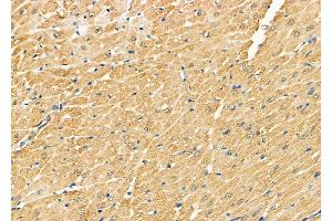 ABIN6261686 and ABIN6278857 at 1/100 staining Rat heart tissue by IHC-P. (FAT1 antibody  (C-Term))