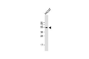 Anti-RASSF10 Antibody (Center) at 1:1000 dilution + HACAT whole cell lysate Lysates/proteins at 20 μg per lane. (RASSF10 antibody  (AA 230-259))