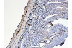 IHC testing of FFPE rat small intestine tissue with Galectin 1 antibody at 1ug/ml. (LGALS1/Galectin 1 antibody)