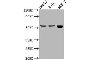 Western Blot Positive WB detected in: HepG2 whole cell lysate, Hela whole cell lysate, MCF-7 whole cell lysate All lanes: DHCR7 antibody at 2. (DHCR7 antibody  (AA 63-147))