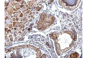 IHC-P Image Folate receptor beta antibody detects Folate receptor beta protein at membrane on mouse prostate by immunohistochemical analysis. (FOLR2 antibody)