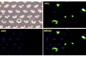 PC3-MM2 cells were stained with CDH11-FITC labeled monoclonal antibody (Green). (OB Cadherin antibody  (AA 54-612))