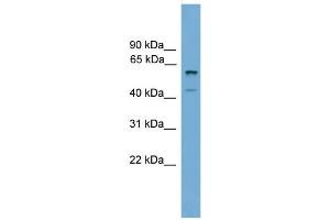 WB Suggested Anti-Zscan12 Antibody Titration:  0.