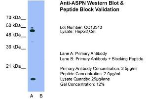 Host:  Rabbit  Target Name:  ASPN  Sample Type:  HepG2  Lane A:  Primary Antibody  Lane B:  Primary Antibody + Blocking Peptide  Primary Antibody Concentration:  2. (Asporin antibody  (Middle Region))