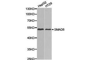 Western Blotting (WB) image for anti-SMAD, Mothers Against DPP Homolog 6 (SMAD6) antibody (ABIN1874858) (SMAD6 antibody)