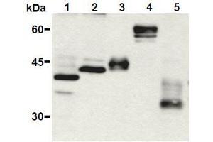 Western Blotting (WB) image for anti-HA-Tag antibody (ABIN2853621) (HA-Tag antibody)