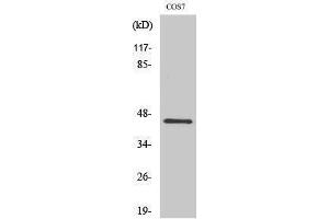 Western Blotting (WB) image for anti-Cytohesin 3 (CYTH3) (C-Term) antibody (ABIN3175435) (Cytohesin 3 antibody  (C-Term))
