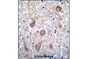 PTCHD1 Antibody (Center) (ABIN655343 and ABIN2844907) immunohistochemistry analysis in formalin fixed and paraffin embedded human brain tissue followed by peroxidase conjugation of the secondary antibody and DAB staining. (PTCHD1 antibody  (AA 611-639))
