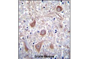 PTCHD1 Antibody (Center) (ABIN655343 and ABIN2844907) immunohistochemistry analysis in formalin fixed and paraffin embedded human brain tissue followed by peroxidase conjugation of the secondary antibody and DAB staining. (PTCHD1 antibody  (AA 611-639))