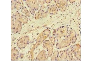 Immunohistochemistry of paraffin-embedded human pancreatic tissue using ABIN7165362 at dilution of 1:100 (FAM117B antibody  (AA 1-200))